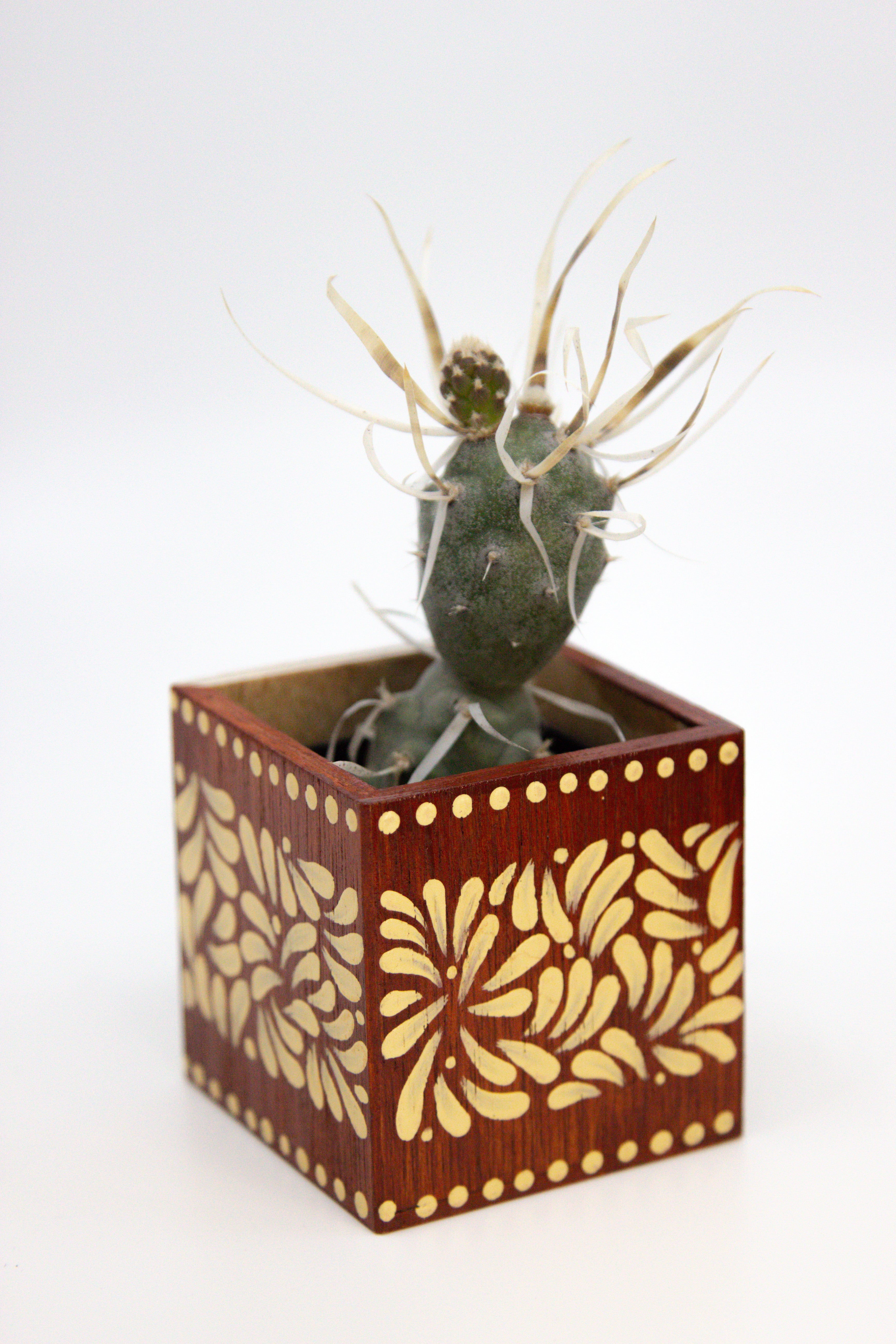🪴 Mini Olla Planter w/ Succulent 🪴