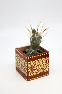 🪴 Mini Olla Planter w/ Succulent 🪴
