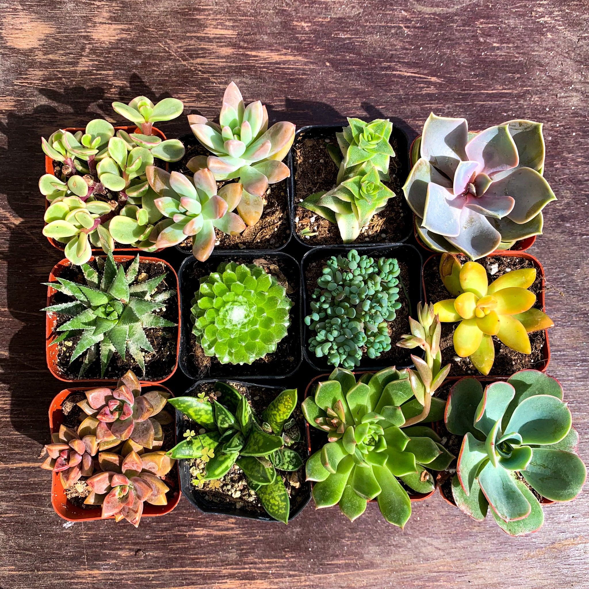 succulents buy Succulent Set of 12