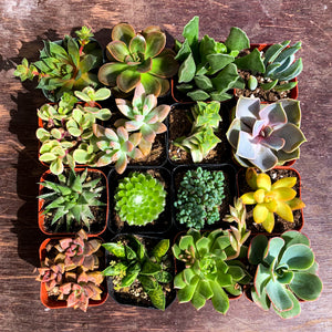 buy bulk succulents online Succulent Set of 16 – The LA Garden