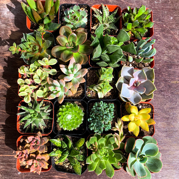 Succulent Set of 20 – The LA Garden