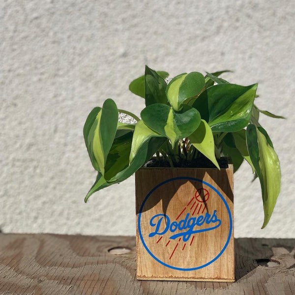 plant pots los angeles Los Angeles Dodgers Planter – The LA Garden