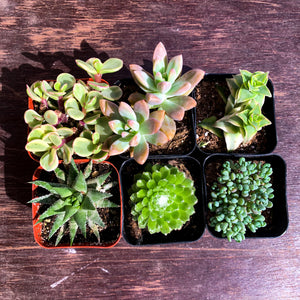succulent plant pot set Succulent Set of 6 – The LA Garden