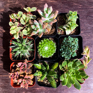 succulent pot set Succulent Set of 9 – The LA Garden