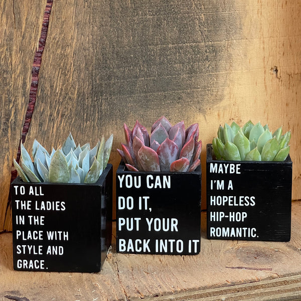 succulent plant sayings 🪴 Mini Hip Hop Planters w/ Succulent 🪴 – The LA Garden