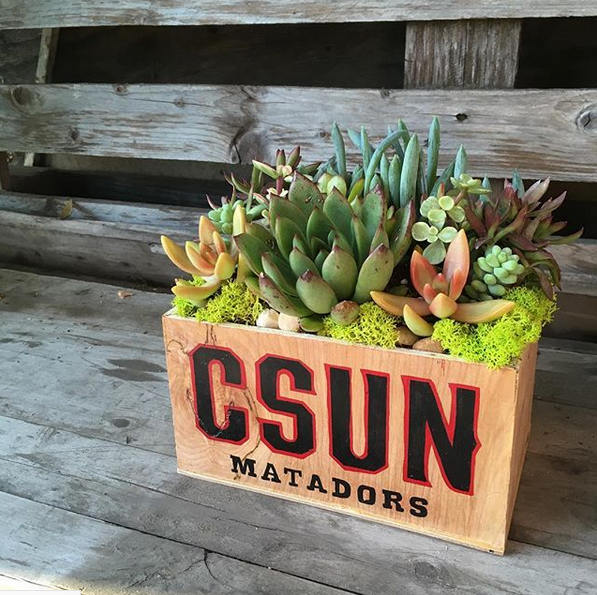Custom Medium Decorated Box with Succulents