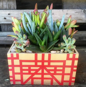 Custom Medium Decorated Box with Succulents